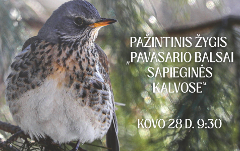 zygis_vizualas.png