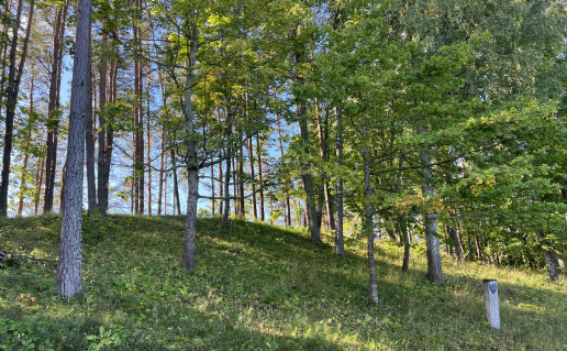 IMG-6420.JPG